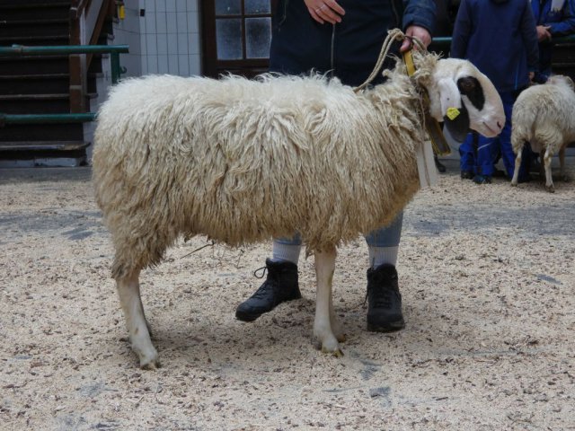 DE010991750106 BY-WM (weiblich)